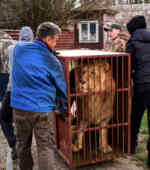 Lion cage vert